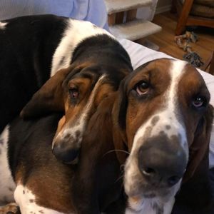 Meet your Posher, Denise